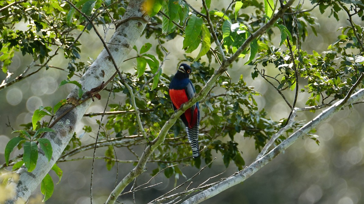 trogon modrotemenný - ML619574816