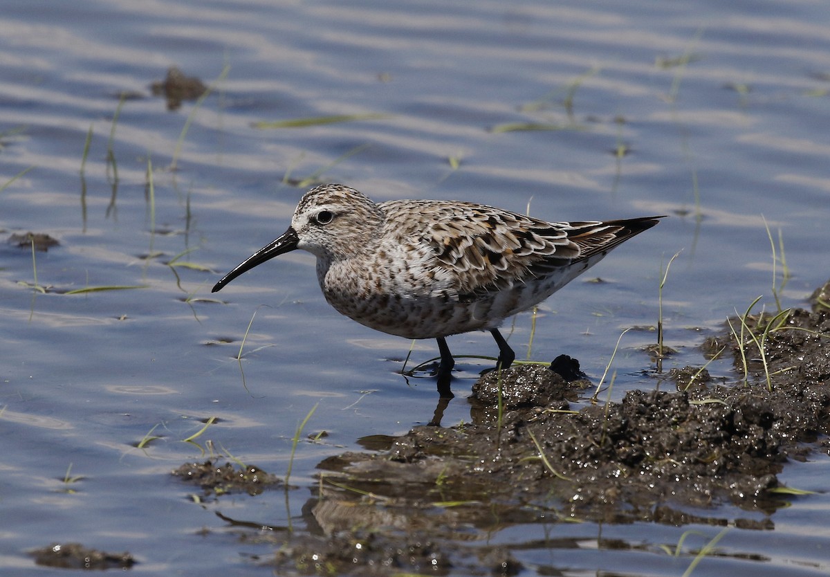 Curlew Sandpiper - Toni Alcocer