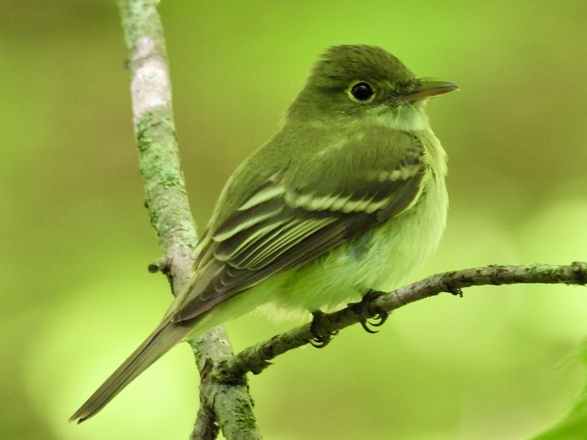 Acadian Flycatcher - Isaac Petrowitz