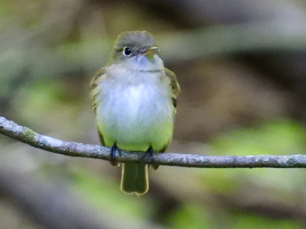 Acadian Flycatcher - Isaac Petrowitz