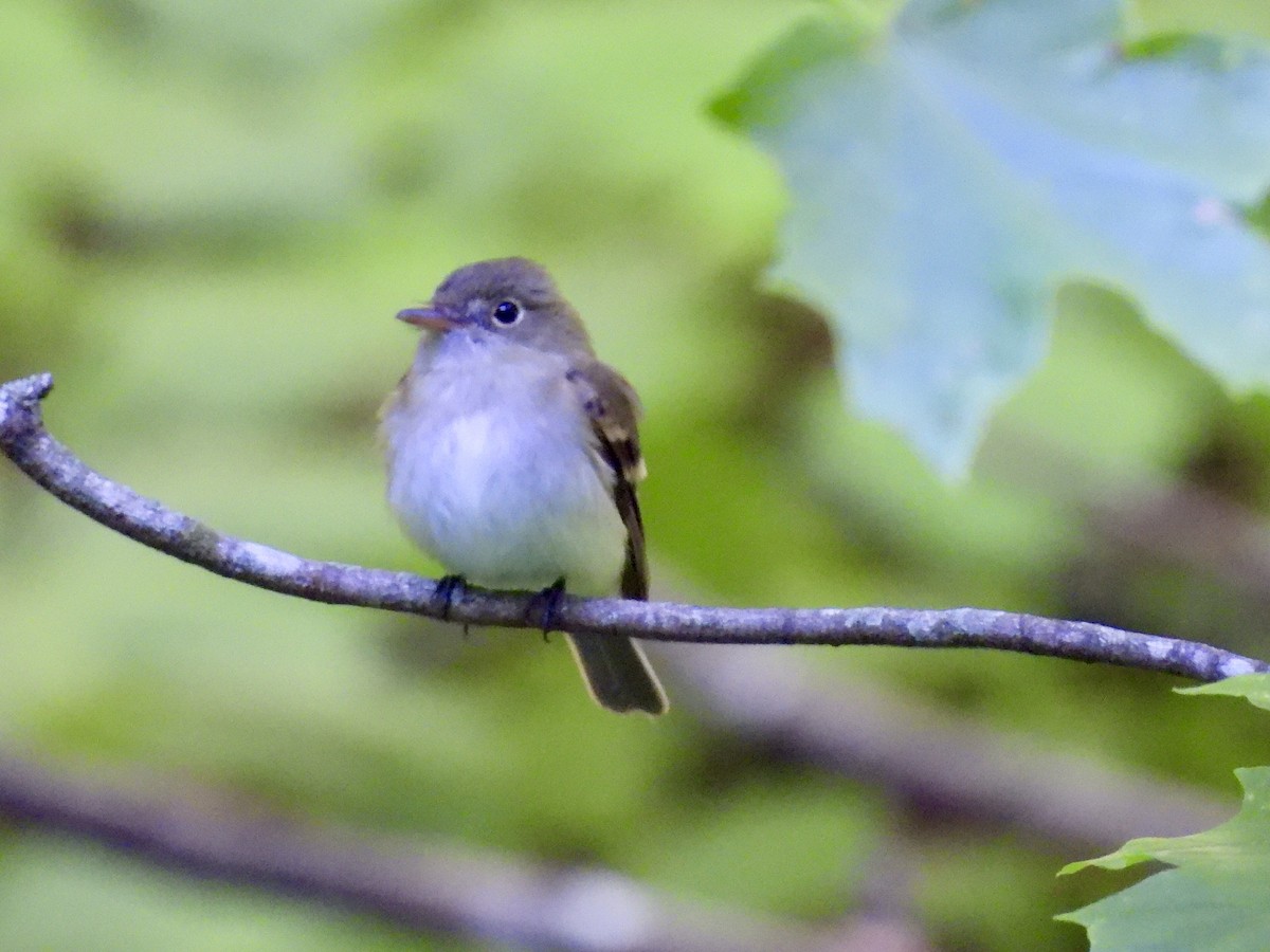 Acadian Flycatcher - Isaac Petrowitz