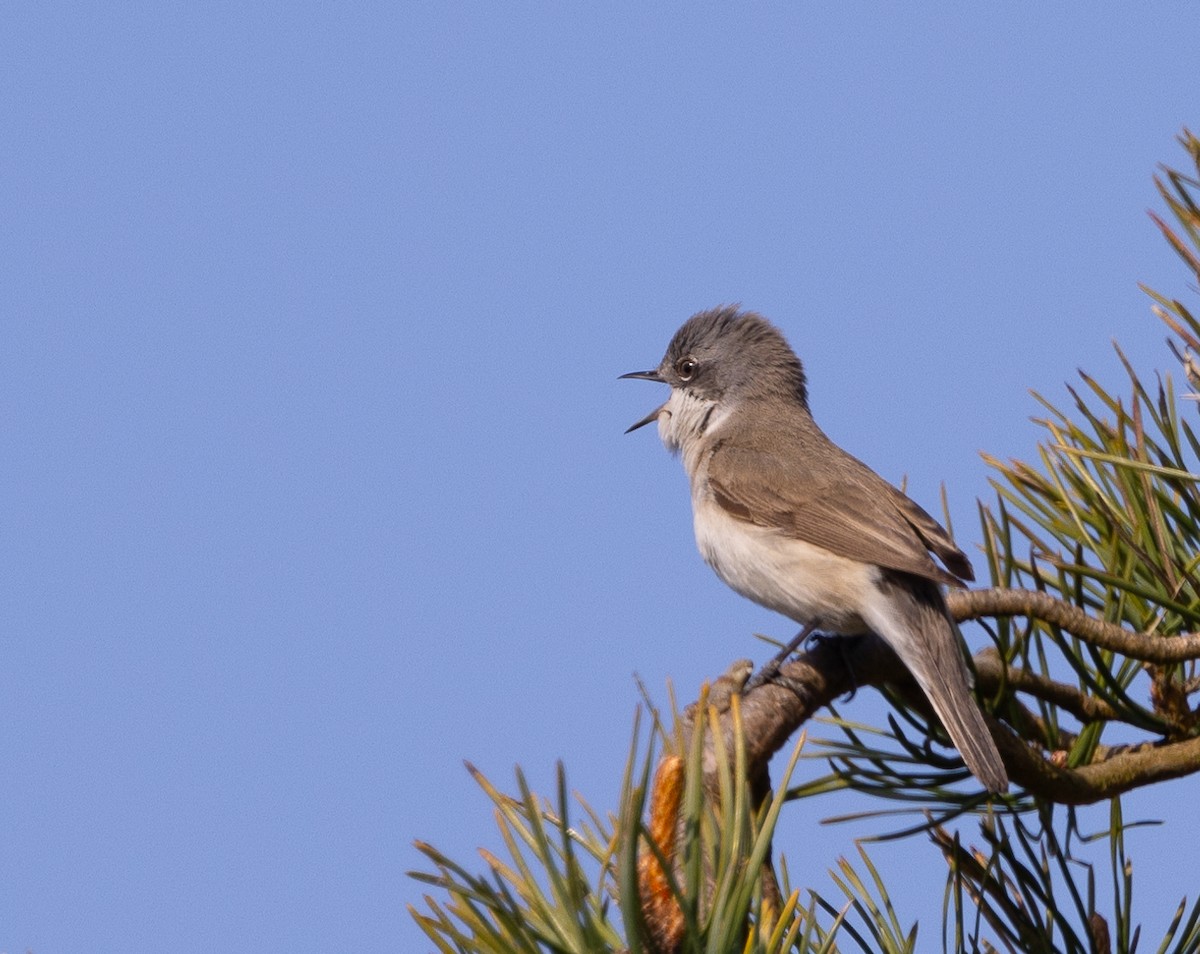 Lesser Whitethroat - Hans Bucht