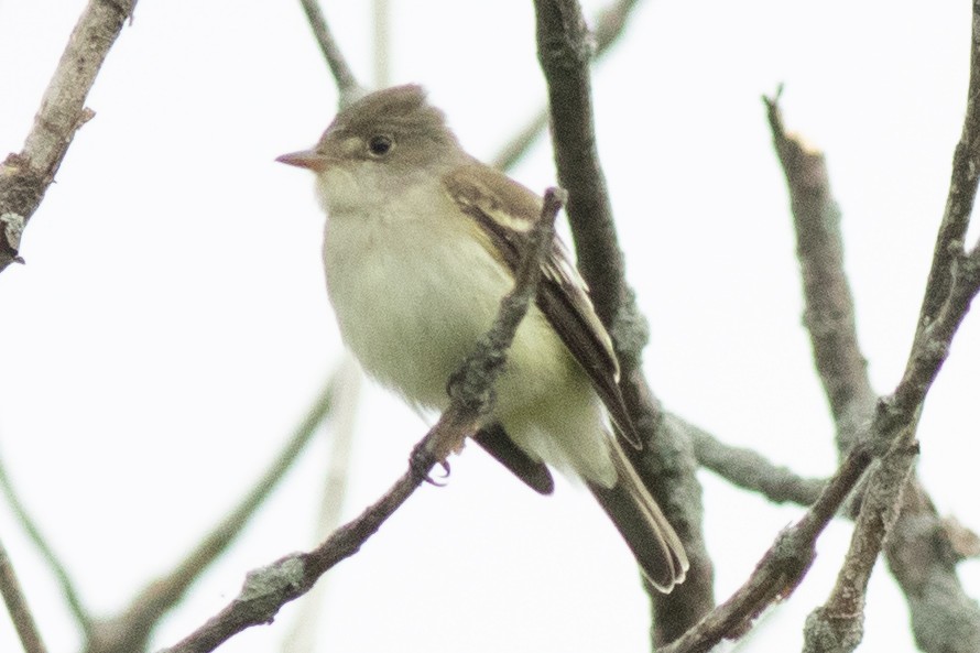 Willow Flycatcher - David Brown