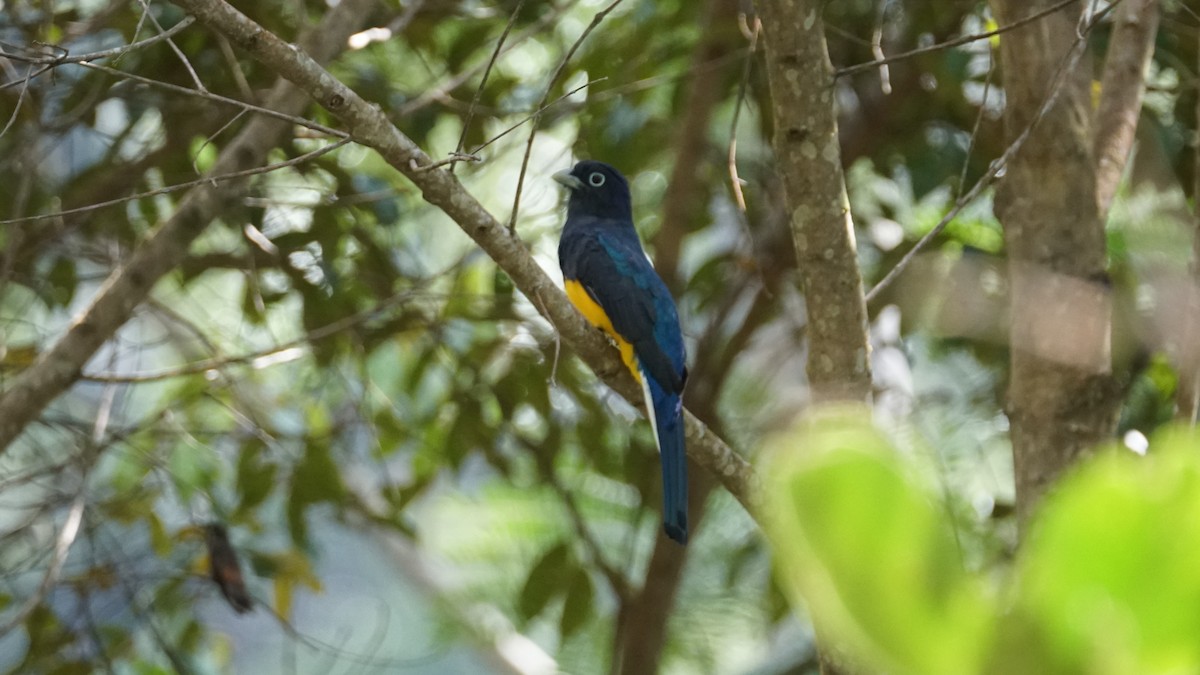 Green-backed Trogon - Paul Gössinger