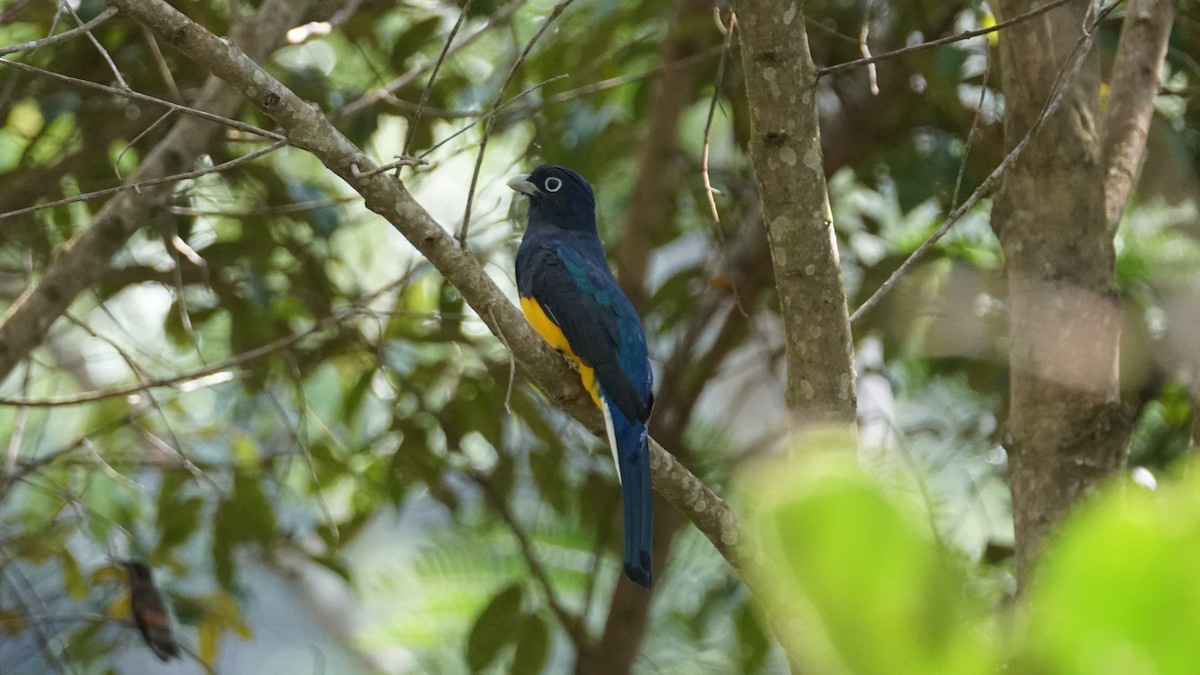 Green-backed Trogon - Paul Gössinger