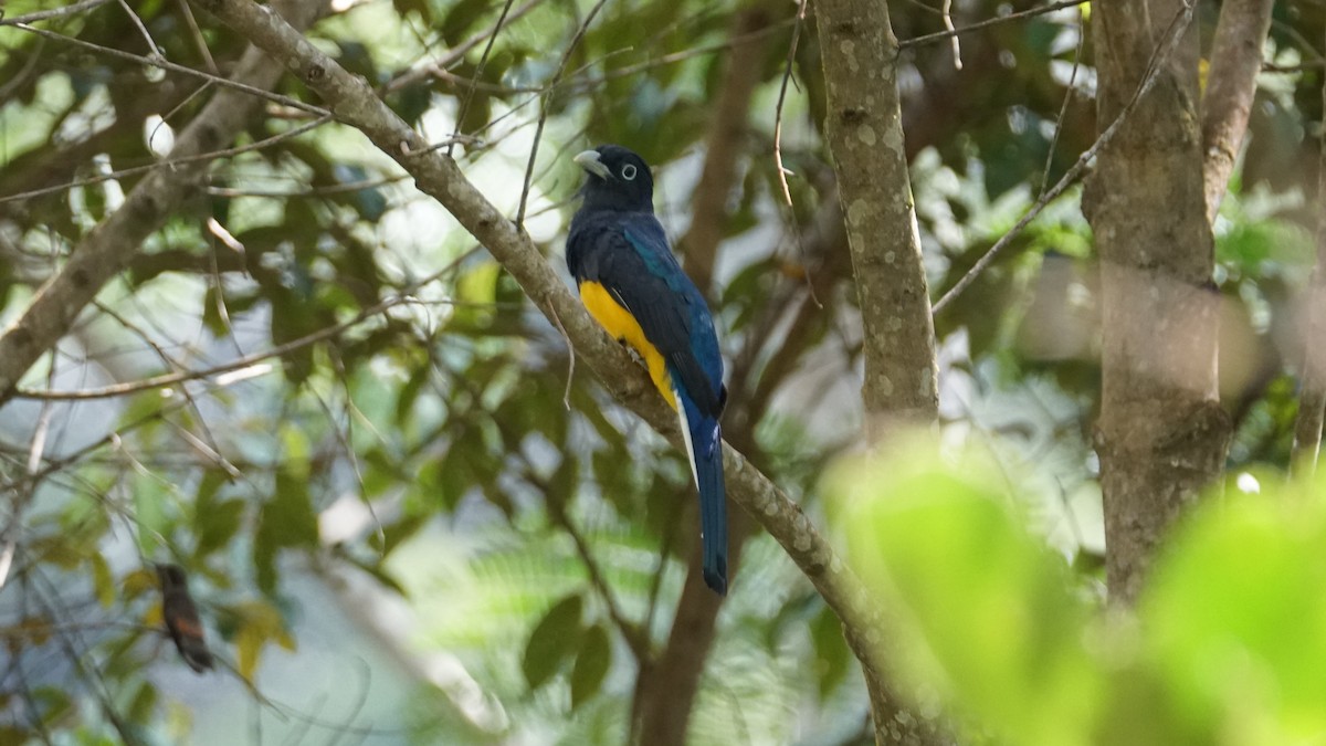 Green-backed Trogon - Paul Gössinger