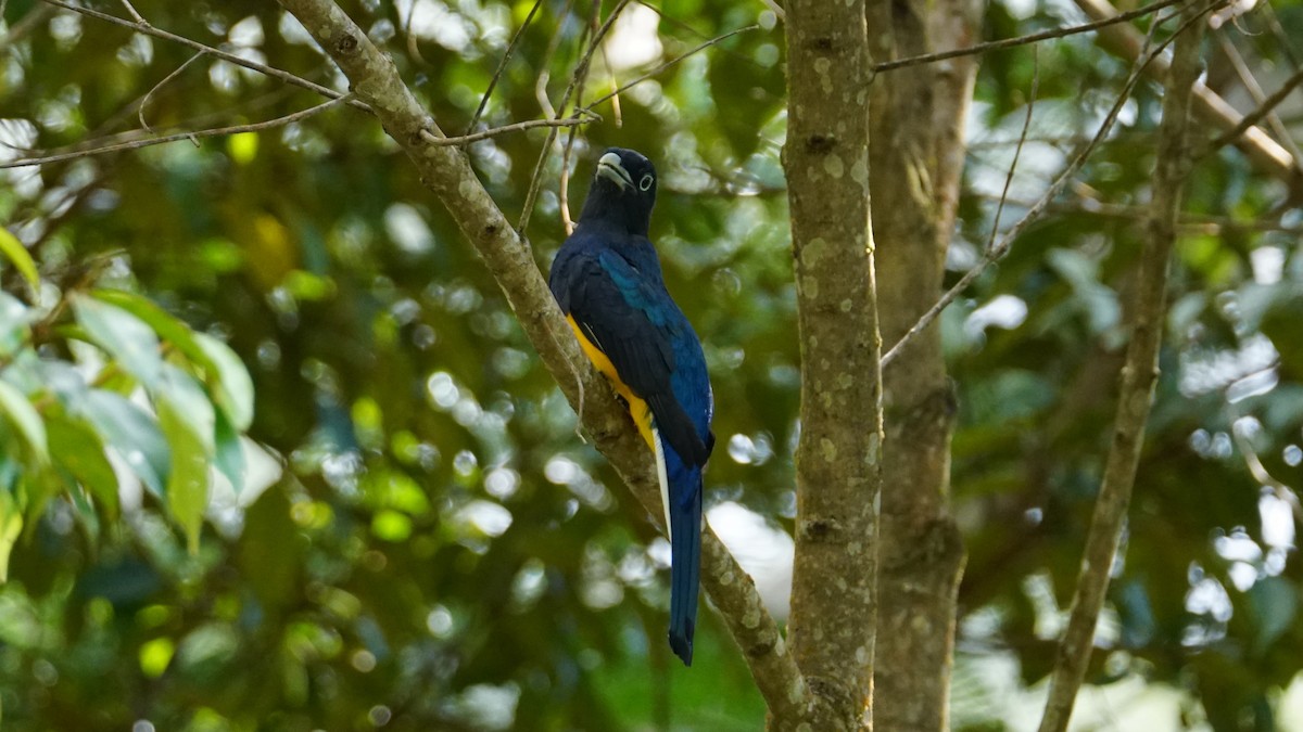 Green-backed Trogon - Paul Gössinger