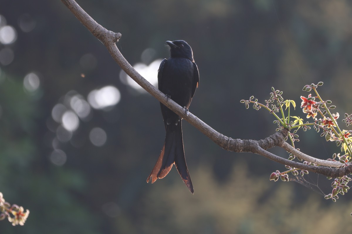 Black Drongo - Ayan Kanti Chakraborty