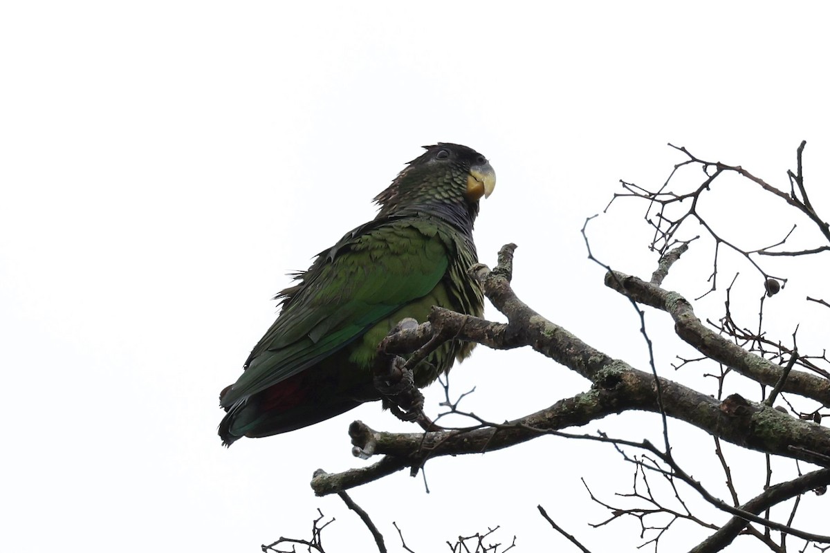 Scaly-headed Parrot - ML619574849