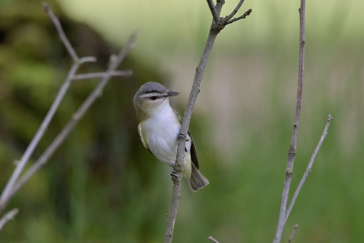 Red-eyed Vireo - Josiah Santiago