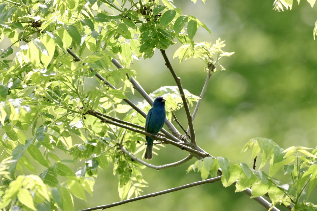 Passerin indigo - ML619574853