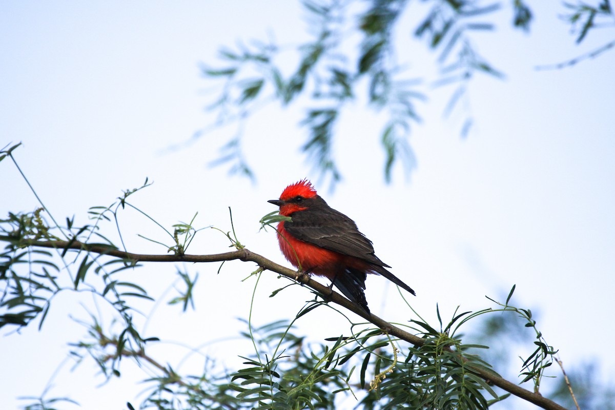 Vermilion Flycatcher - Guy David