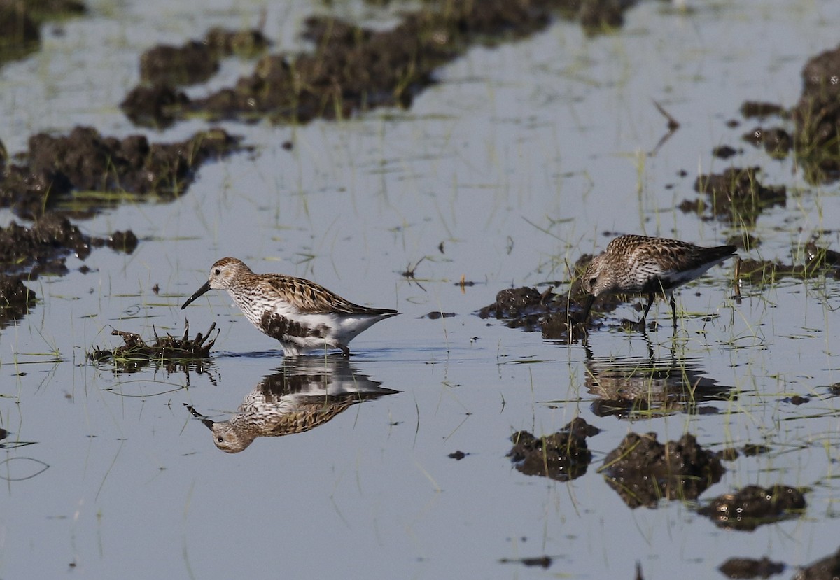 Dunlin - Toni Alcocer