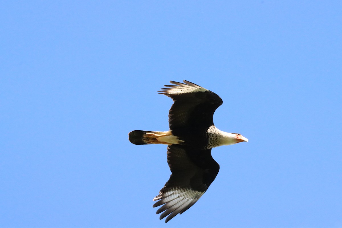 Caracara Carancho - ML619574861