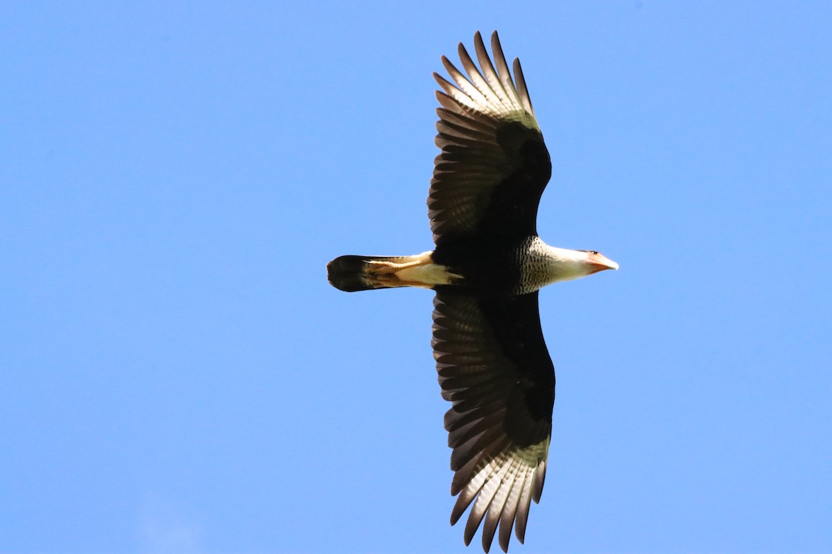 Crested Caracara - Oliver  Komar