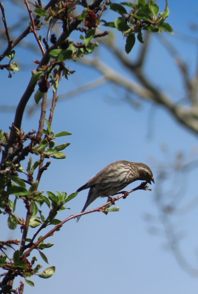 Purple Finch - Thomas Genna