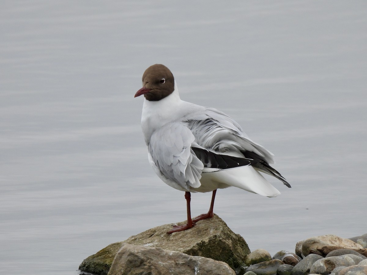 Black-headed Gull - Caroline Quinn