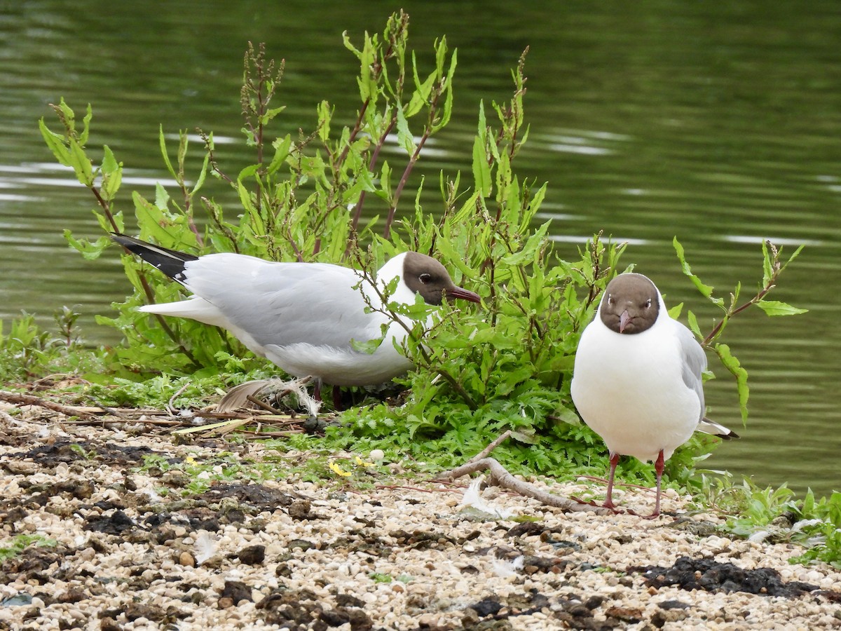 Black-headed Gull - Caroline Quinn