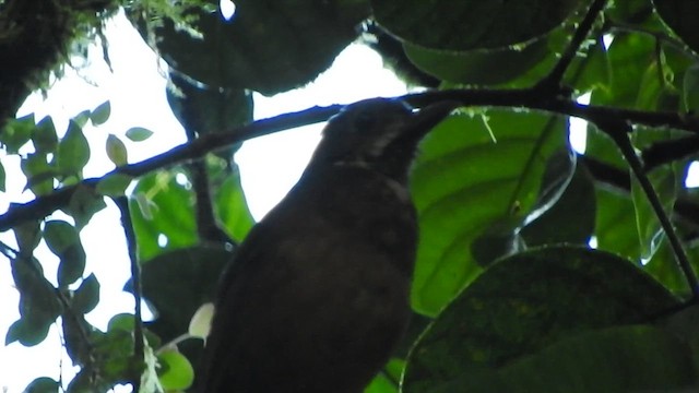 Scaled Antpitta - ML619574872