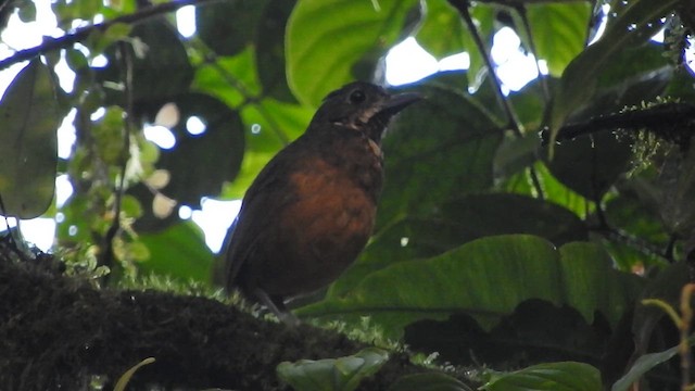 Scaled Antpitta - ML619574874