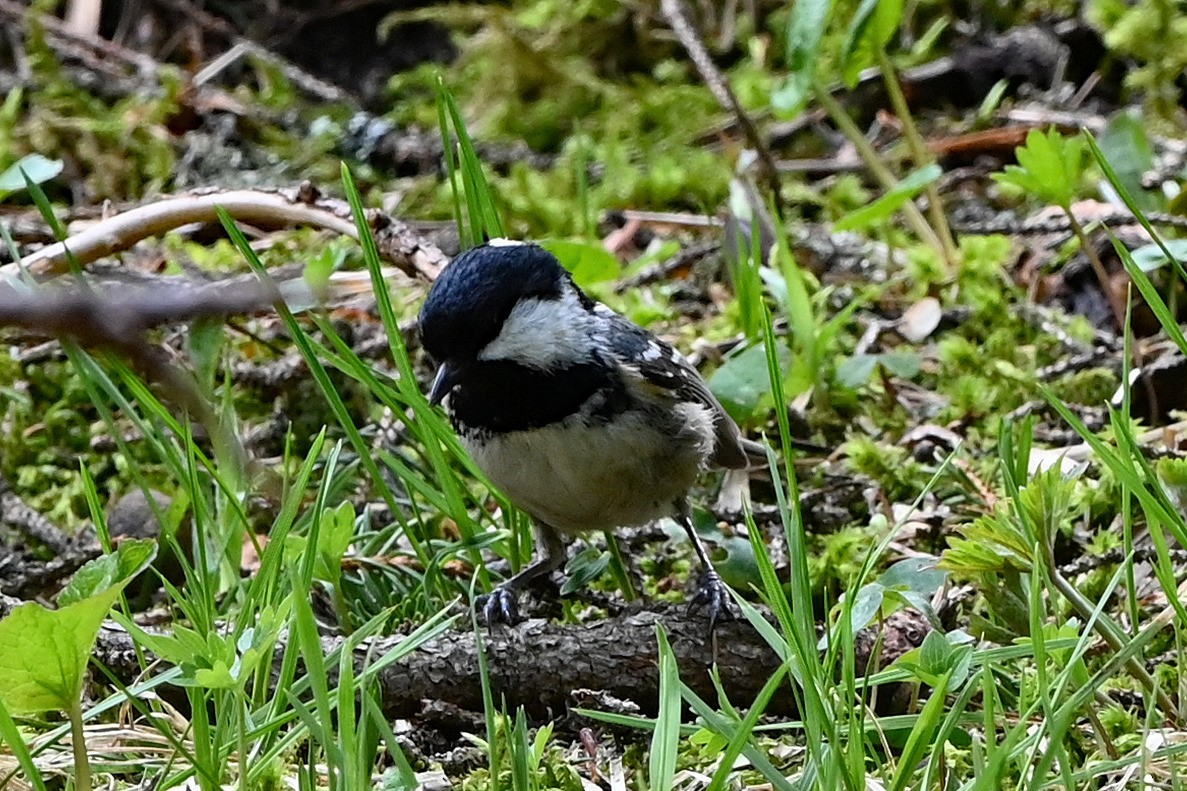 Coal Tit - Anonymous