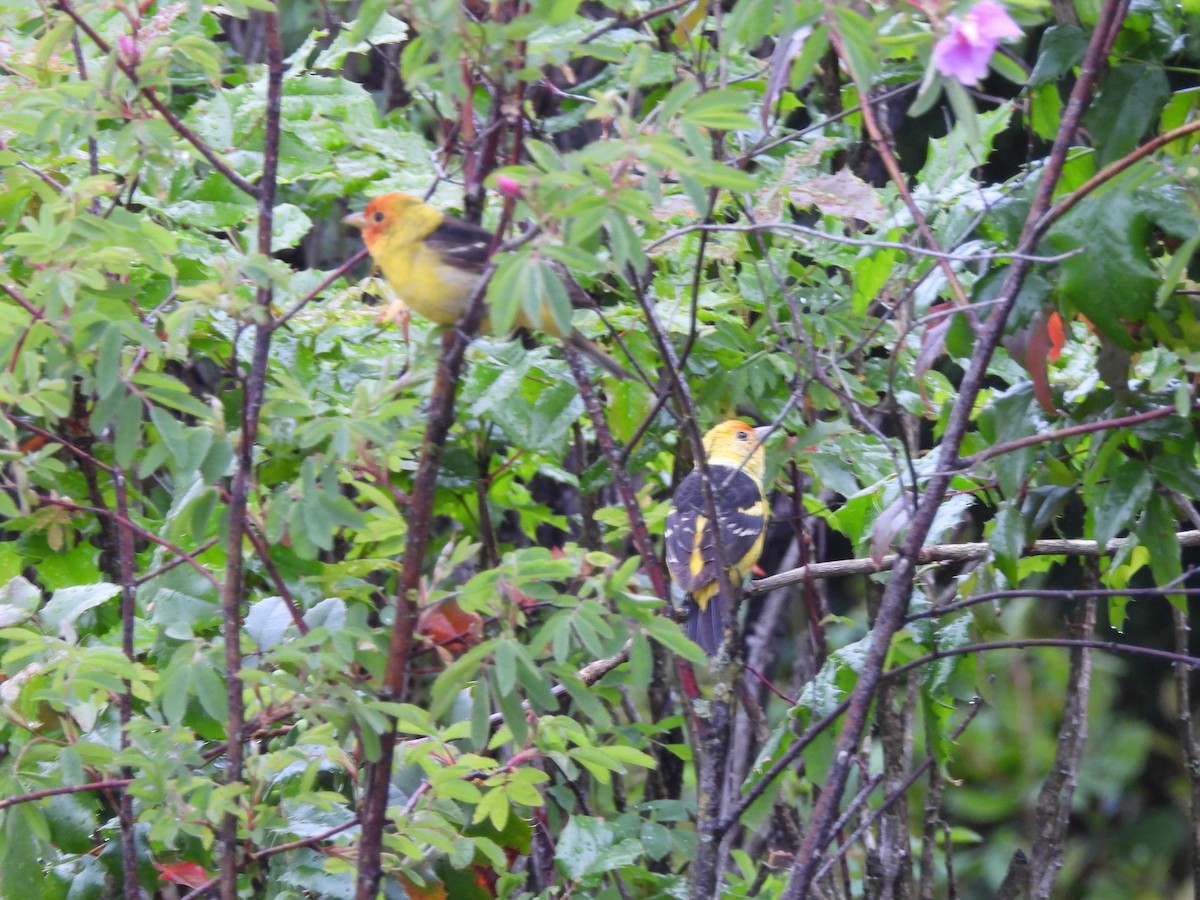 Western Tanager - Mark Stevens