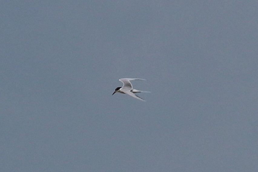 Common Tern - Jarmo Jalava