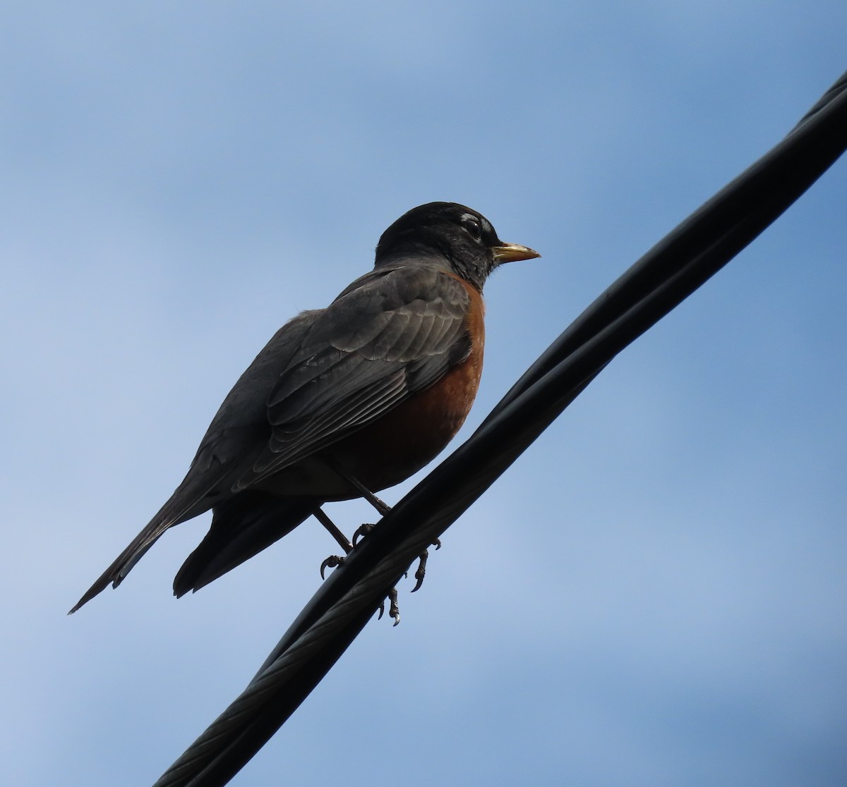 American Robin - Thomas Genna