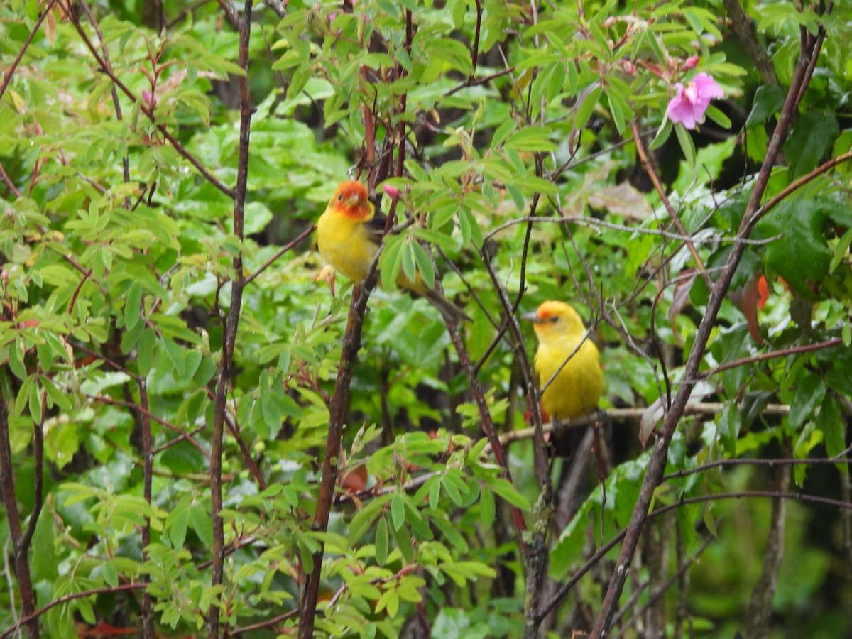 Western Tanager - Mark Stevens