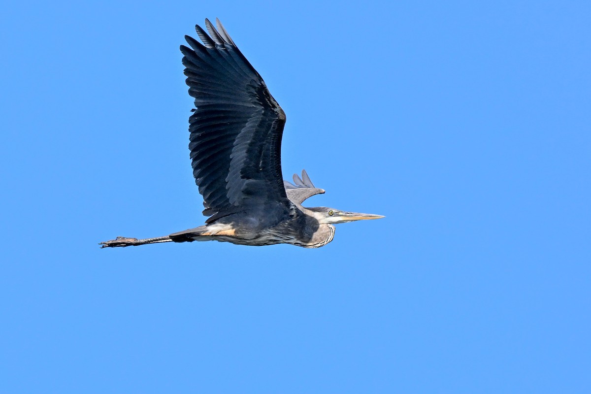 Great Blue Heron - Barry Marsh