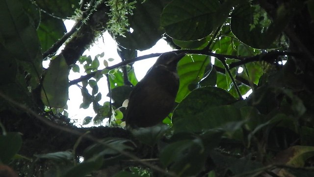 Scaled Antpitta - ML619574896