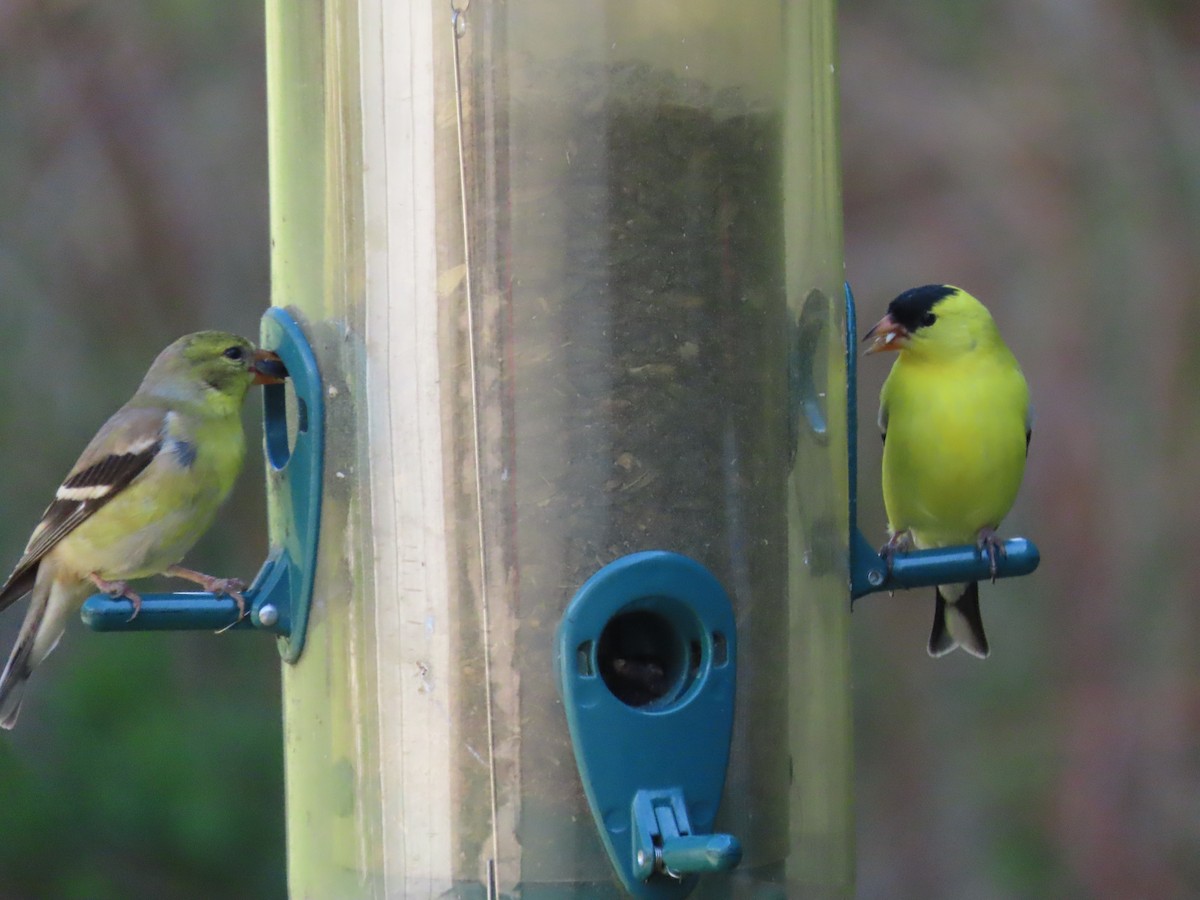 American Goldfinch - Thomas Genna