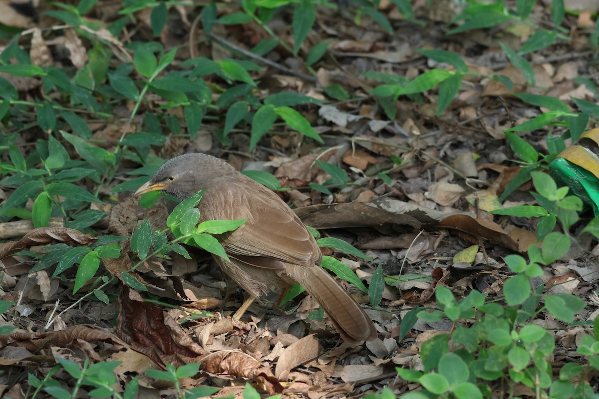 Jungle Babbler - ML619574905