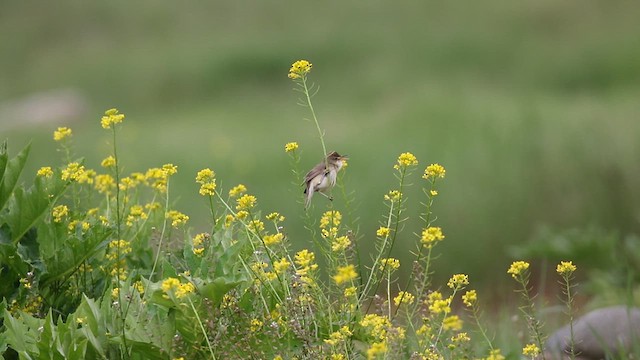 Marsh Warbler - ML619574918