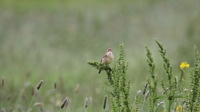 Болотная камышевка - ML619574920