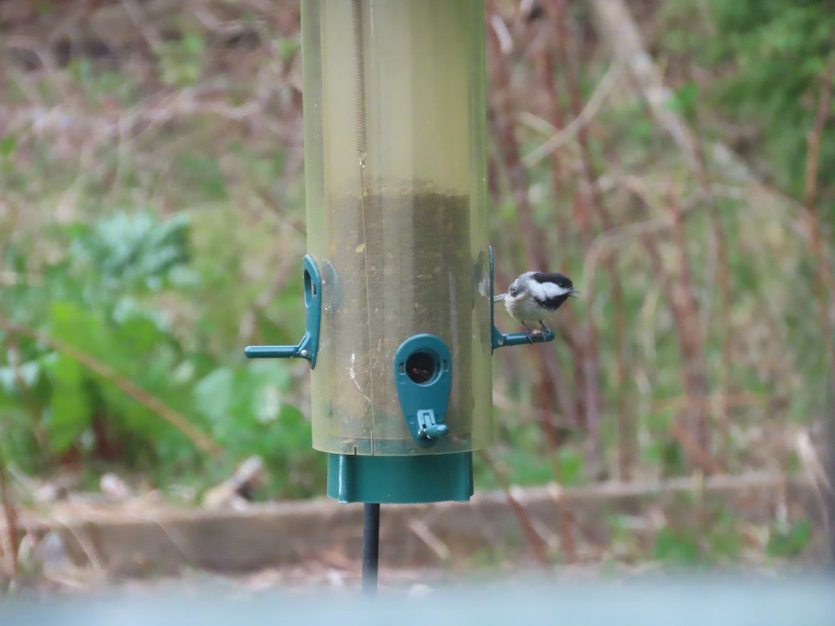 Black-capped Chickadee - Thomas Genna