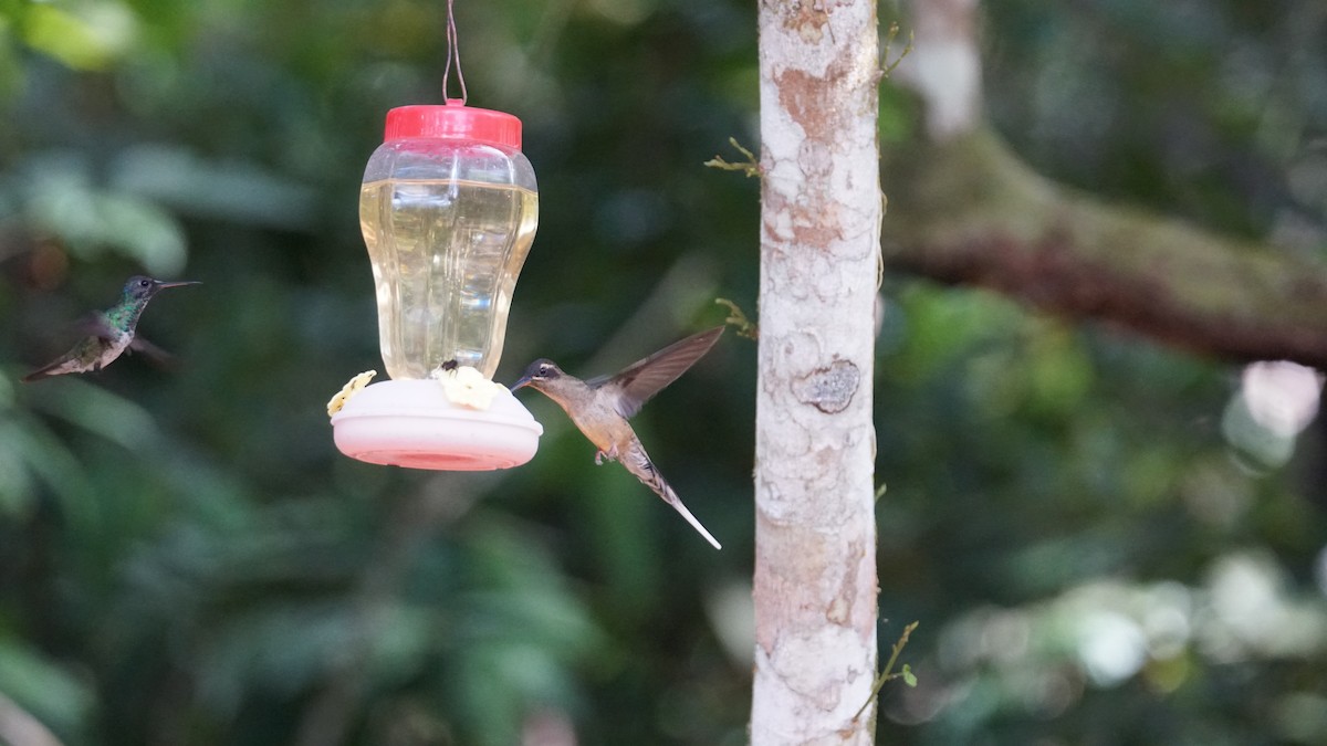 Great-billed Hermit - Paul Gössinger