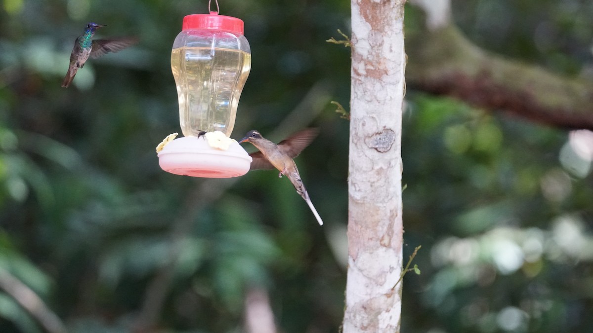 Great-billed Hermit - Paul Gössinger