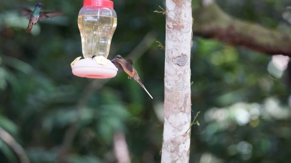 kolibřík dlouhozobý - ML619574936