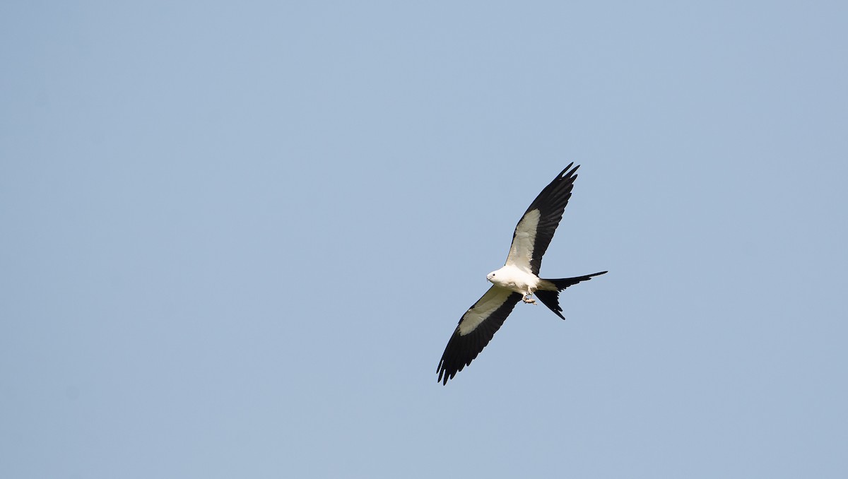 Swallow-tailed Kite - Sally  Palmer