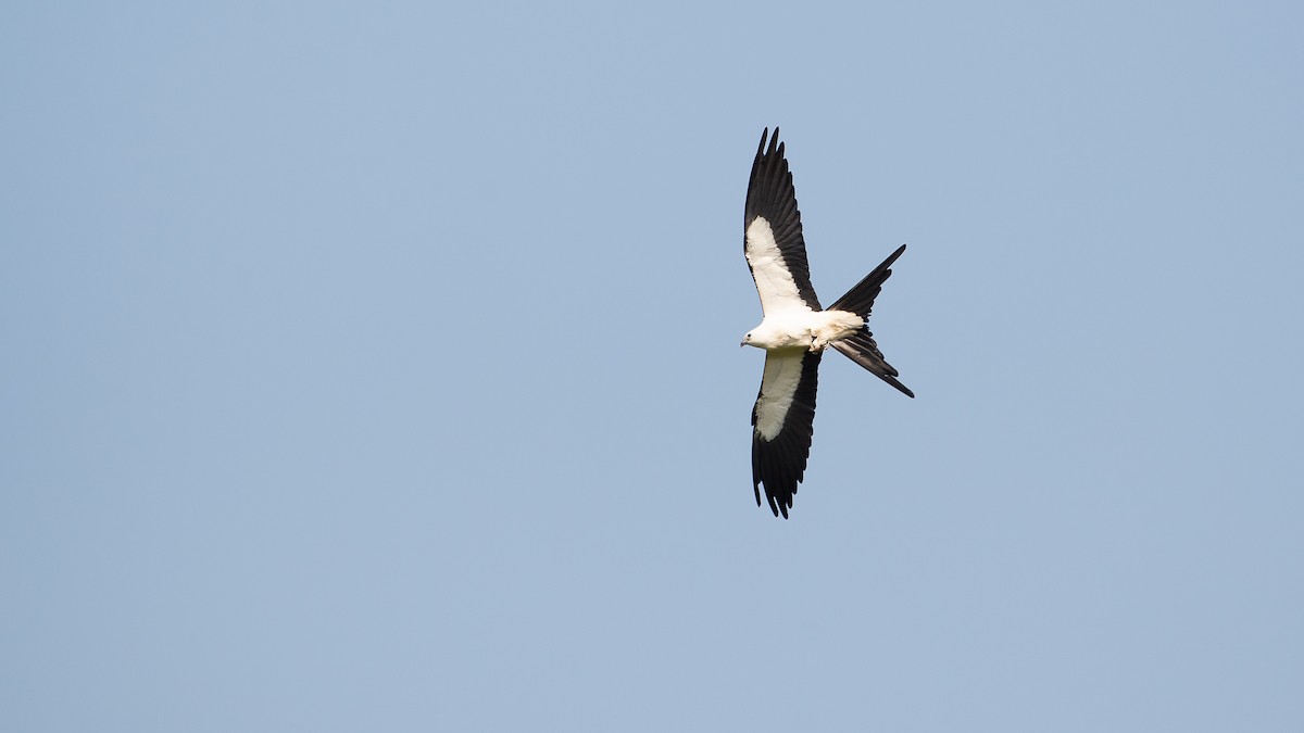 Swallow-tailed Kite - Sally  Palmer
