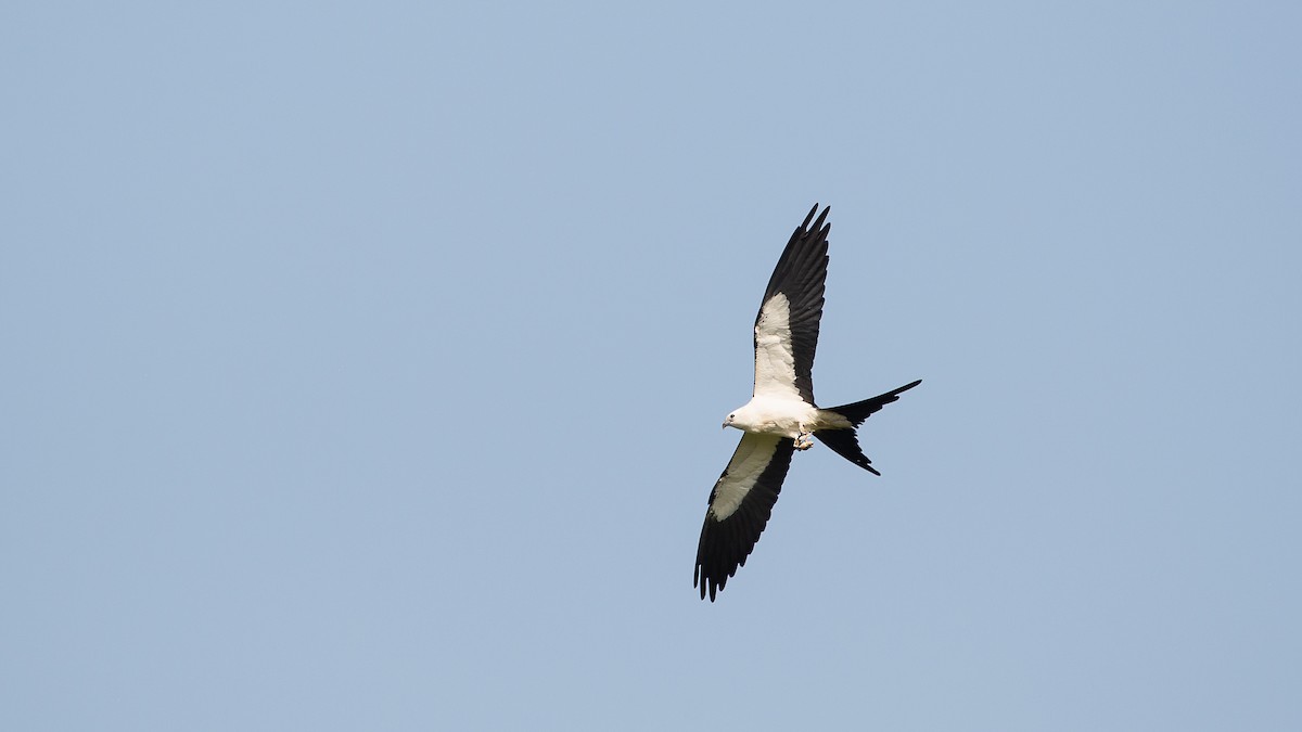 Swallow-tailed Kite - Sally  Palmer