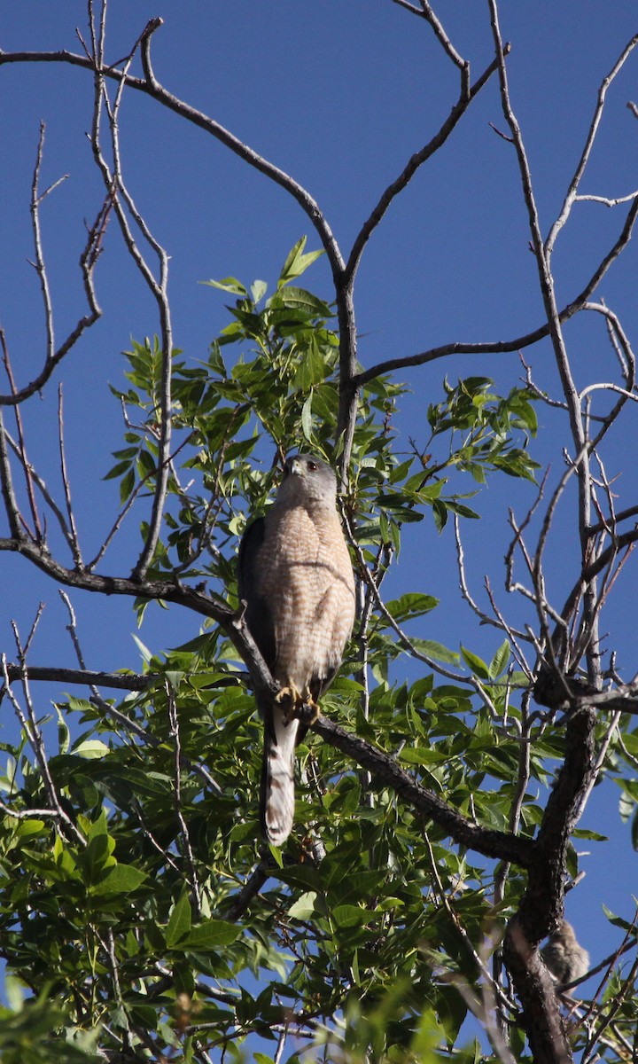 Cooper's Hawk - Guy David