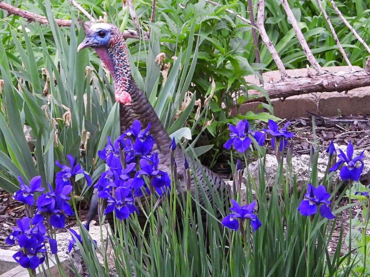 Wild Turkey - Mary Leigh