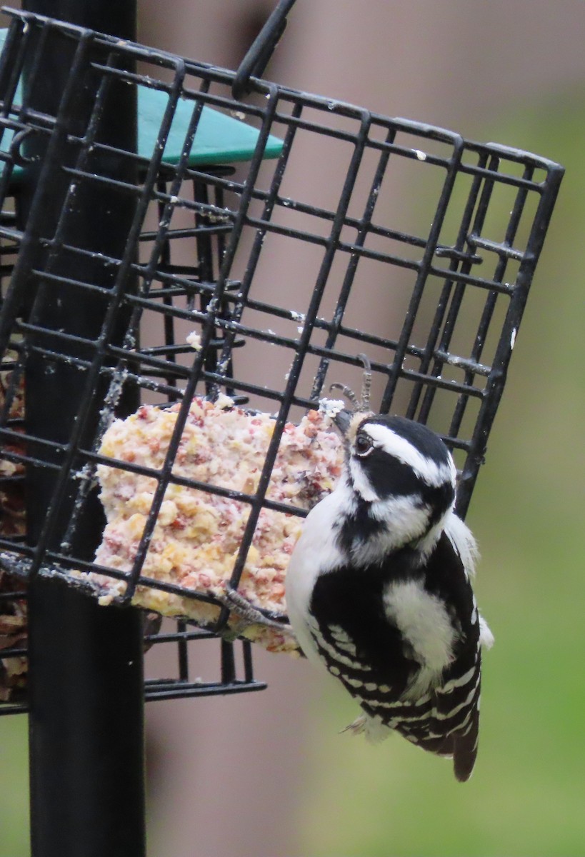 Downy Woodpecker - ML619574955