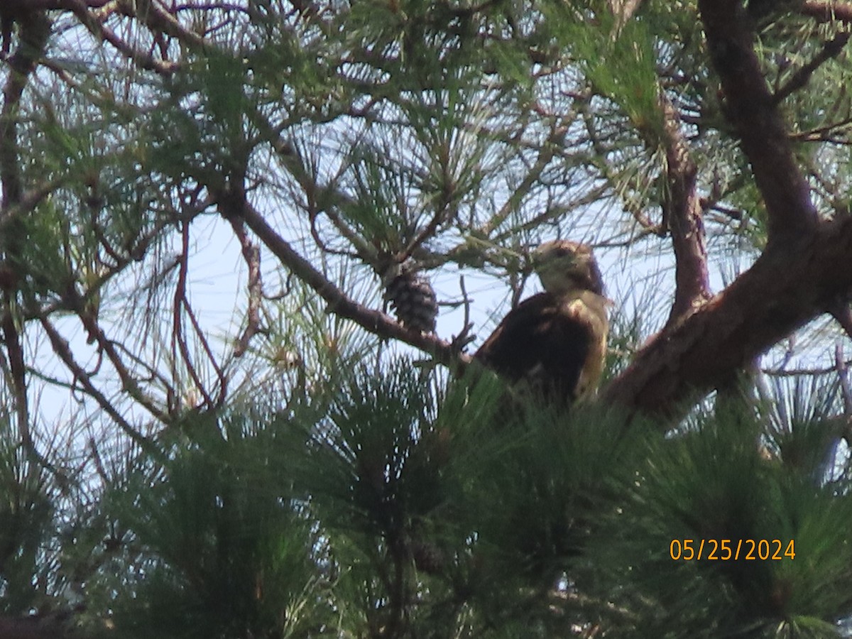 Red-tailed Hawk - Susan Leake