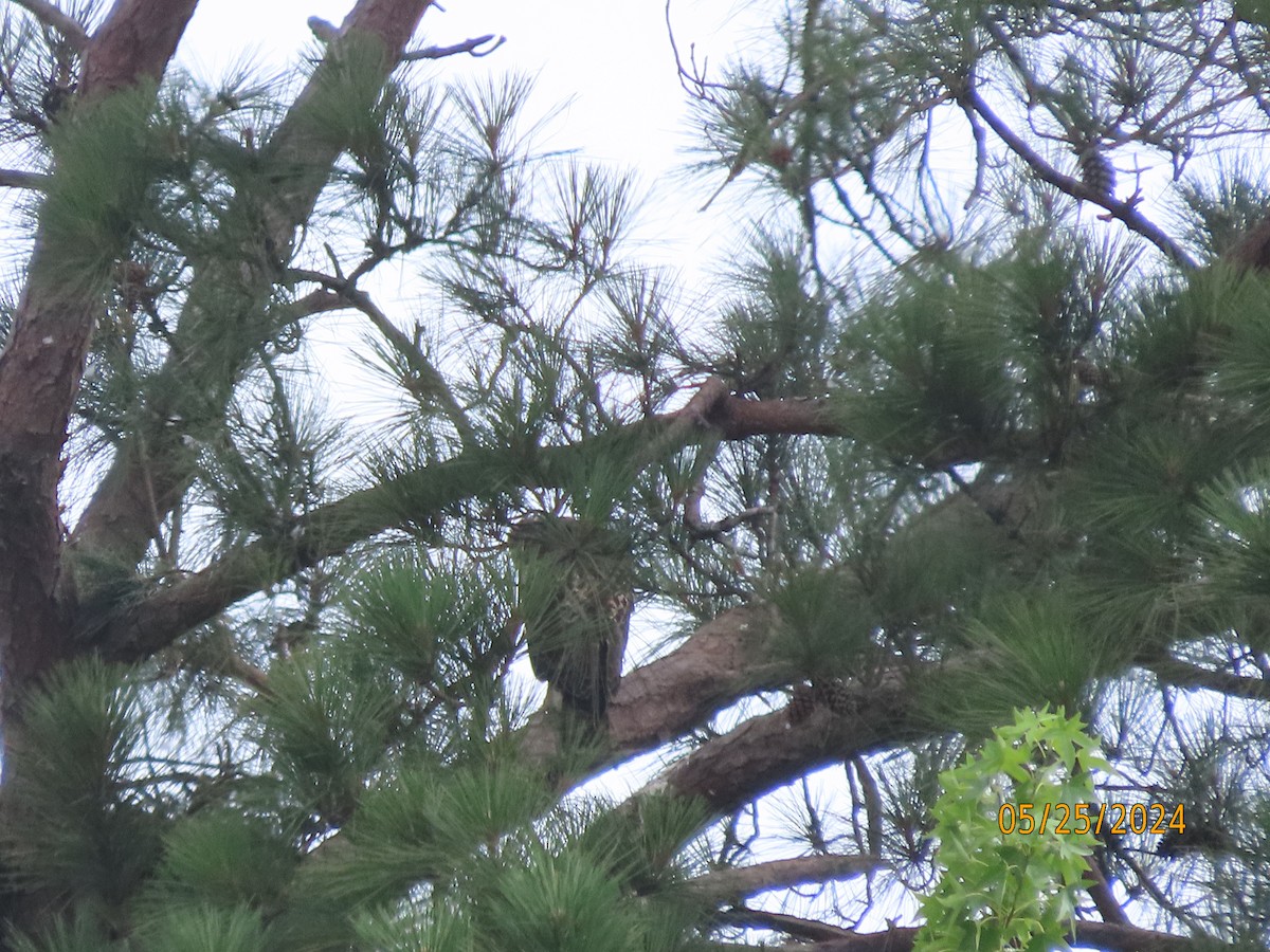 Red-tailed Hawk - Susan Leake