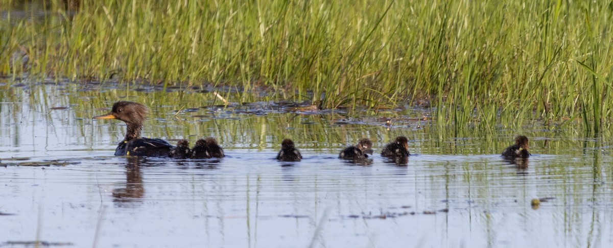 Hooded Merganser - Hervé Daubard