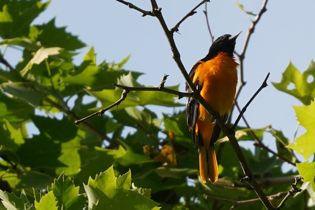 Baltimore Oriole - ML619574974