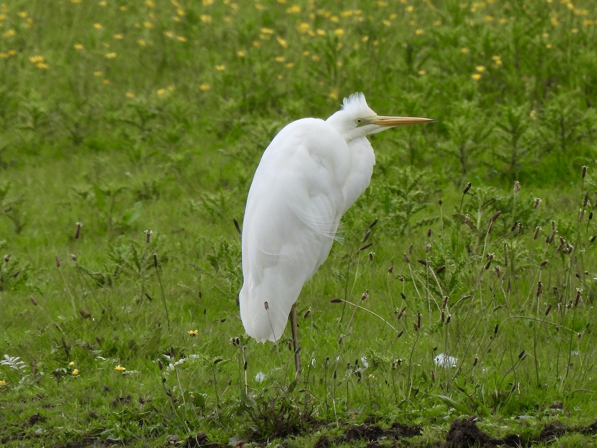 Great Egret - Caroline Quinn